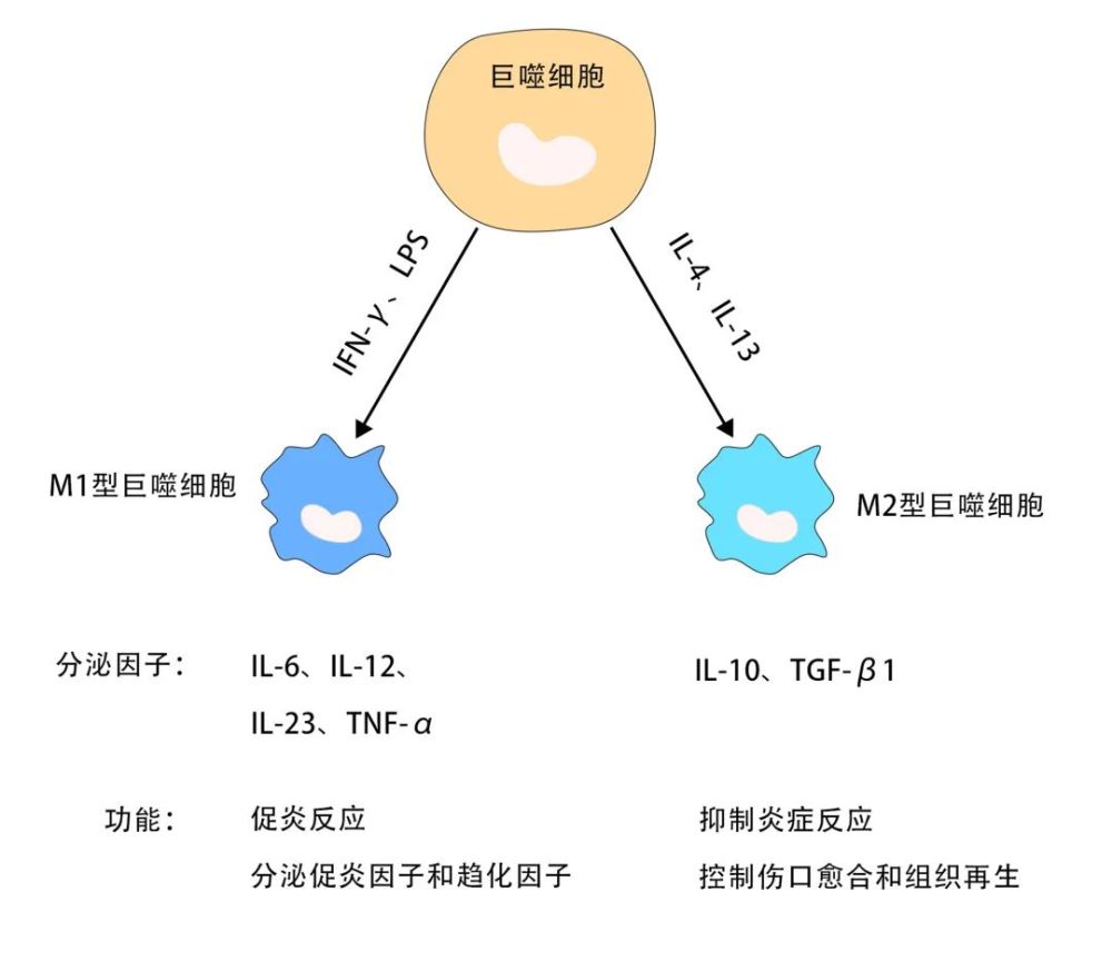 巨噬细胞与增生性瘢痕