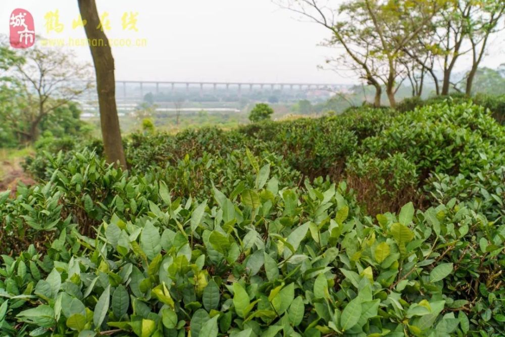 99的鹤山人都不知道古劳这间生态茶园