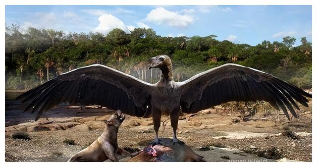 世上最大的老鹰,翅膀超过7米,连狮子都吃,至今都找不到天敌