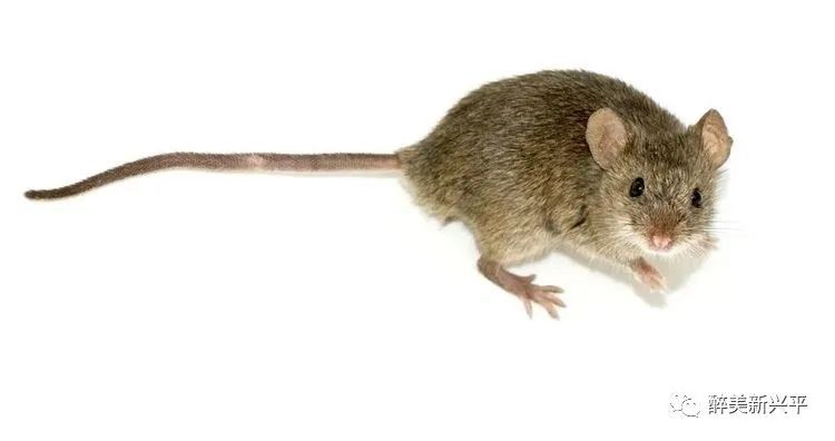 原创猖狂的老鼠