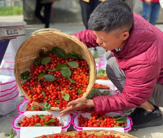 冕宁樱桃分为早樱桃和晚樱桃两个系列,早樱桃汁多味微酸,晚樱桃肉多