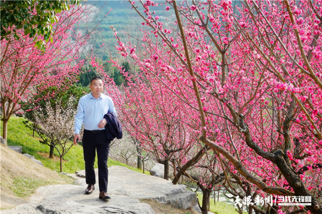 贵州湄潭的私家梅园"变身"城市花园|梅园|湄潭县|梅花|城市花园