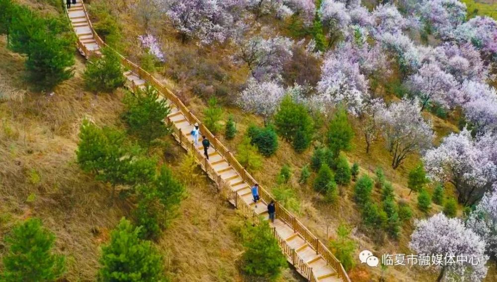 临夏市从杨家尕山到杏花岭花海景观扮靓山野