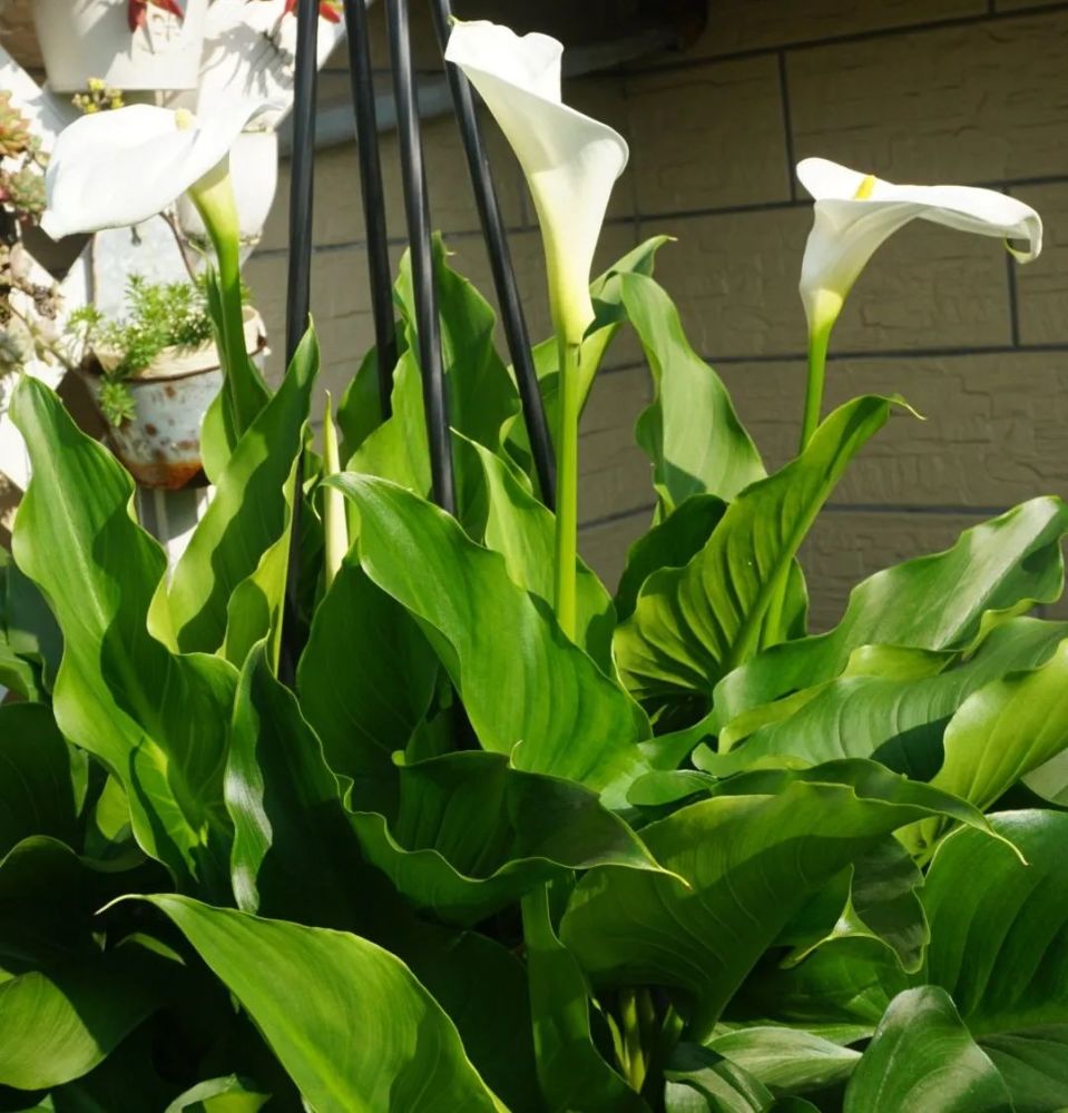 如果种植过百合花的球茎的话,也可以试试养一盆彩色马蹄莲,也挺容易