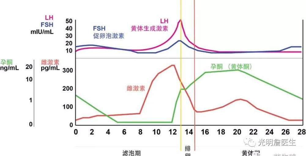 (月经周期内激素水平的变化,图片源自网络)这四个时期是女性心律失常