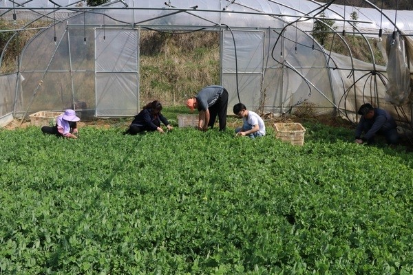 七星关区大棚蔬菜撑起村民致富伞