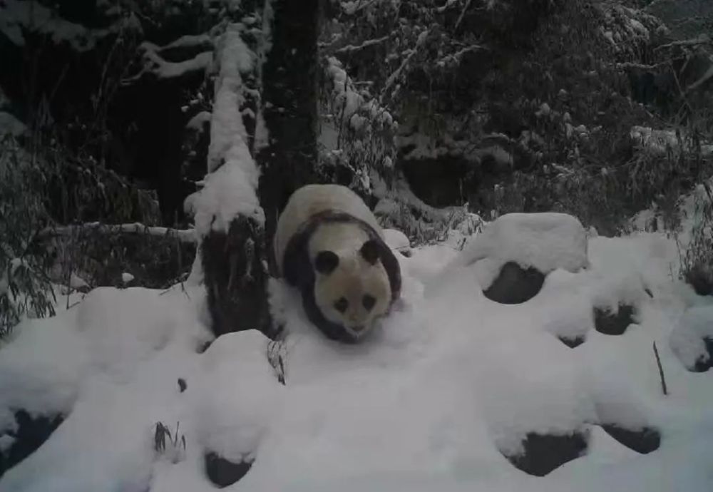 绵阳人人手一只大熊猫是藏不住了!(图4)