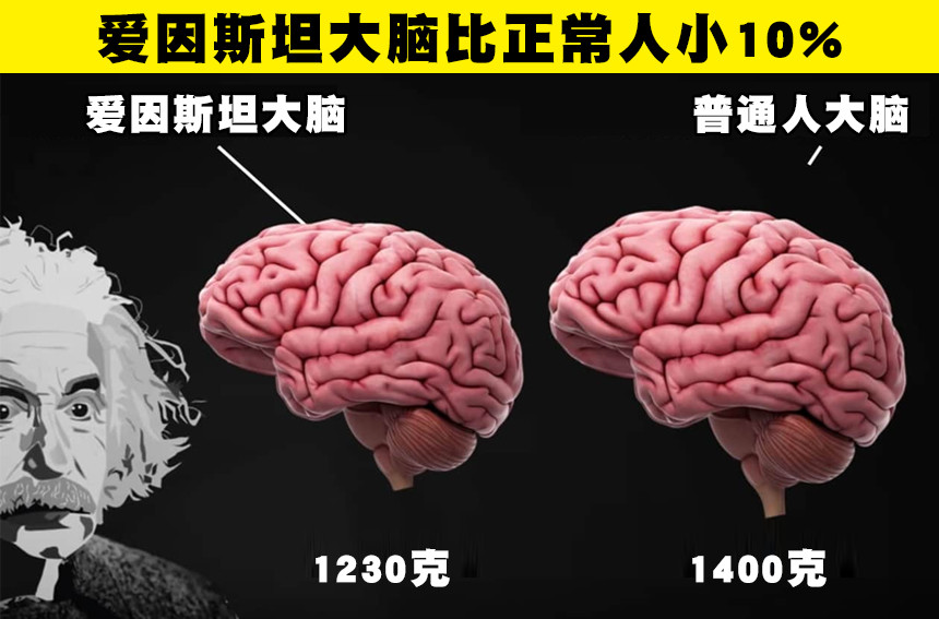 爱因斯坦大脑比正常人小10关于大脑的7个奇妙冷知识