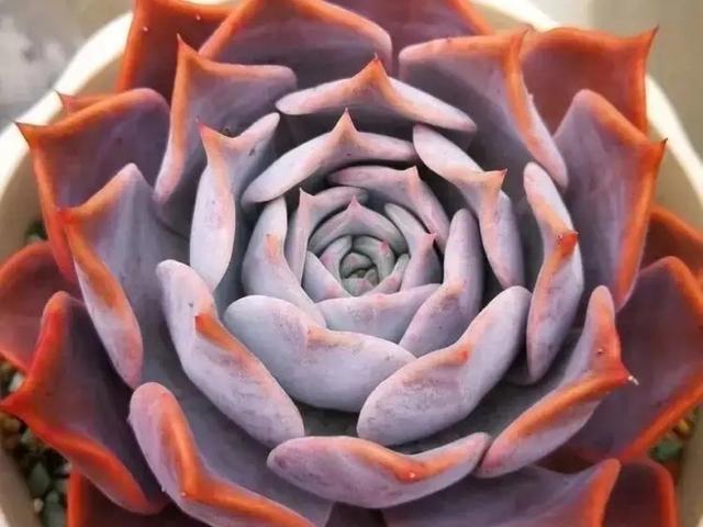 多肉植物当中的三胞胎:丽娜莲,露西娜和露娜莲,该如何区分呢?