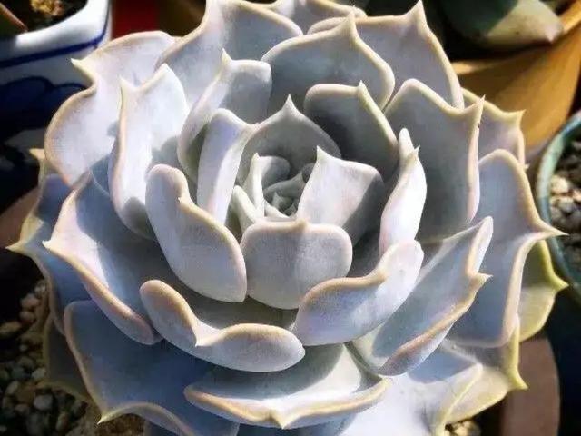 多肉植物当中的三胞胎:丽娜莲,露西娜和露娜莲,该如何区分呢?
