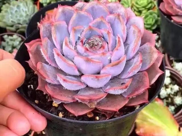 多肉植物当中的三胞胎丽娜莲露西娜和露娜莲该如何区分呢