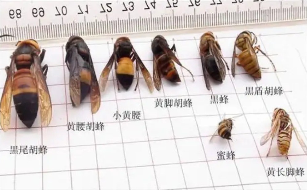 广西多人遭马蜂袭击1死多伤死者被蜇80多针马蜂有多毒