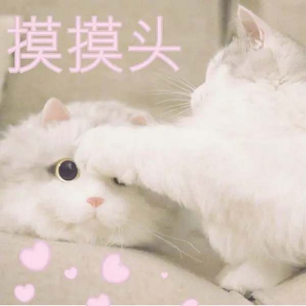 可爱猫猫表情包