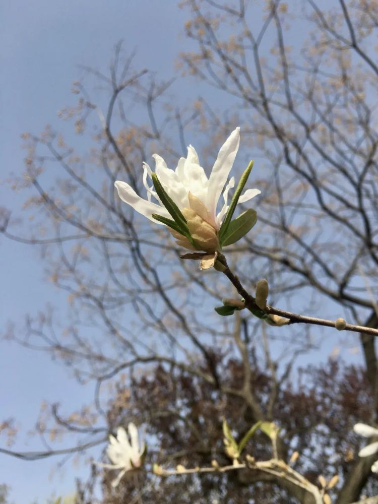 在西安植物园初遇星花玉兰