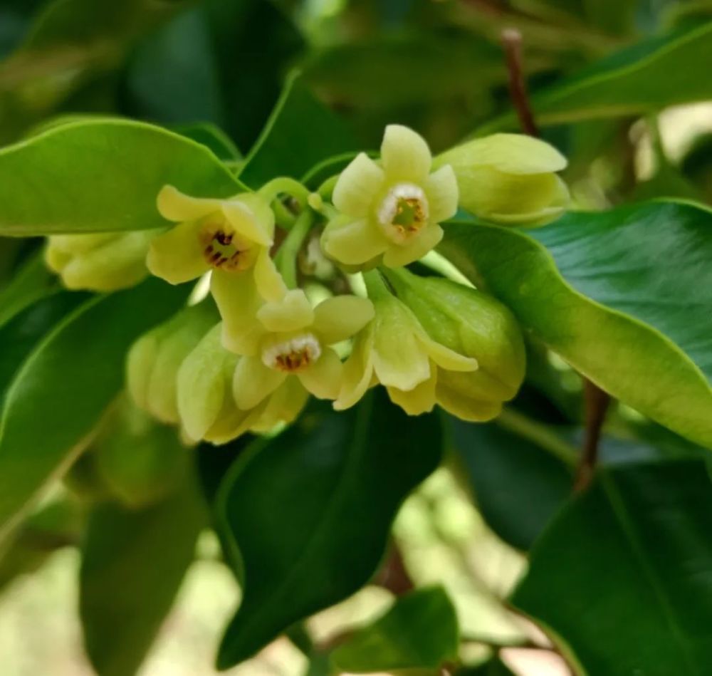 新发现中国科学院昆明植物研究所在土沉香花中发现抗癌活性分子