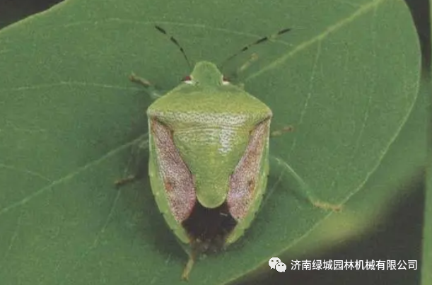 园林植物虫害防治技术-常见蝽类害虫发生规律和防治措施-麻皮蝽方翅