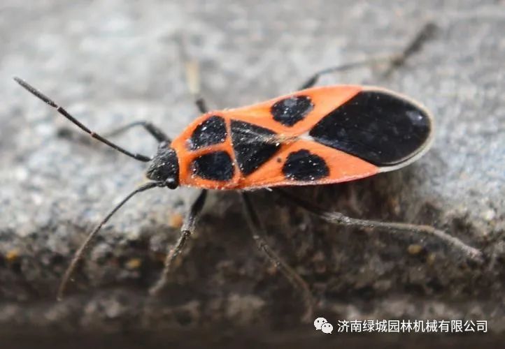 园林植物虫害防治技术常见蝽类害虫发生规律和防治措施麻皮蝽方翅网蝽