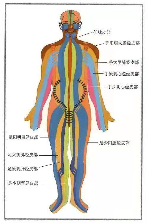 张镇峰主任表示,中医把脏腑,经络作为理论基础,用整体观辨证论治,不是