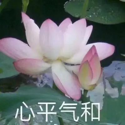 ins头像中老年人微信头像佛系生活莲花微信头像图片