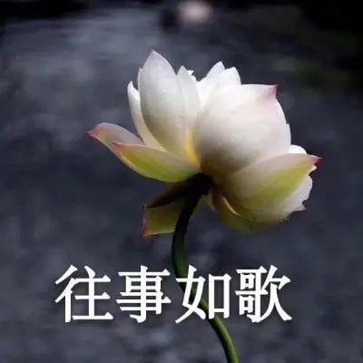 ins头像中老年人微信头像佛系生活莲花微信头像图片