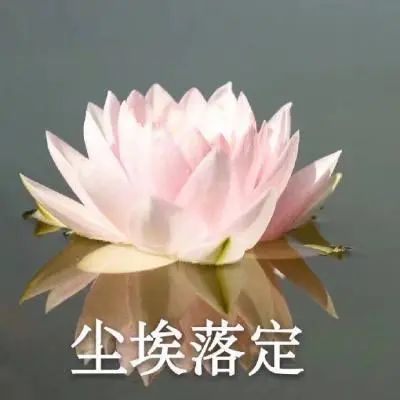 ins头像|中老年人微信头像 佛系生活莲花微信头像图片