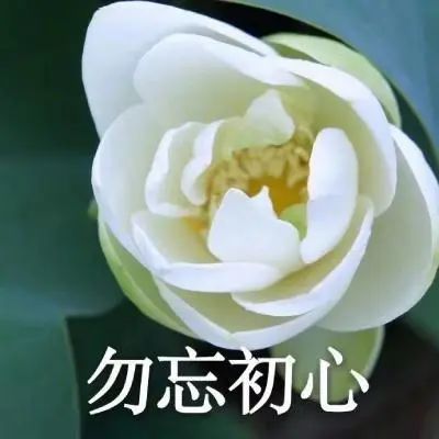 ins头像中老年人微信头像佛系生活莲花微信头像图片