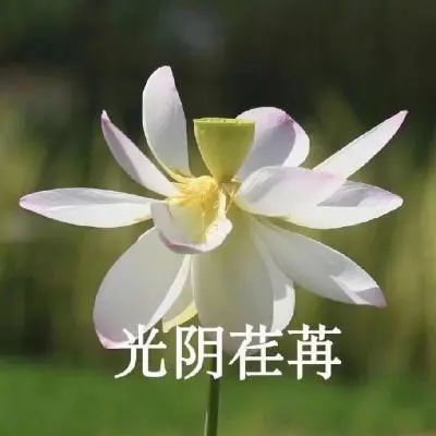 ins头像中老年人微信头像佛系生活莲花微信头像图片