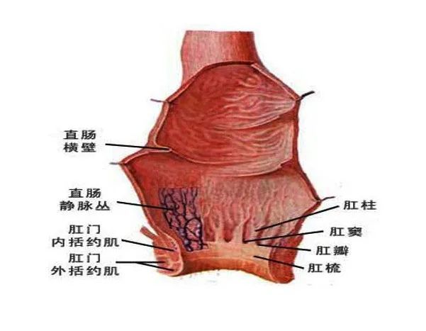 将肛门浸在温水中,可以缓解肛门内括约肌的痉挛,降低疼痛感.