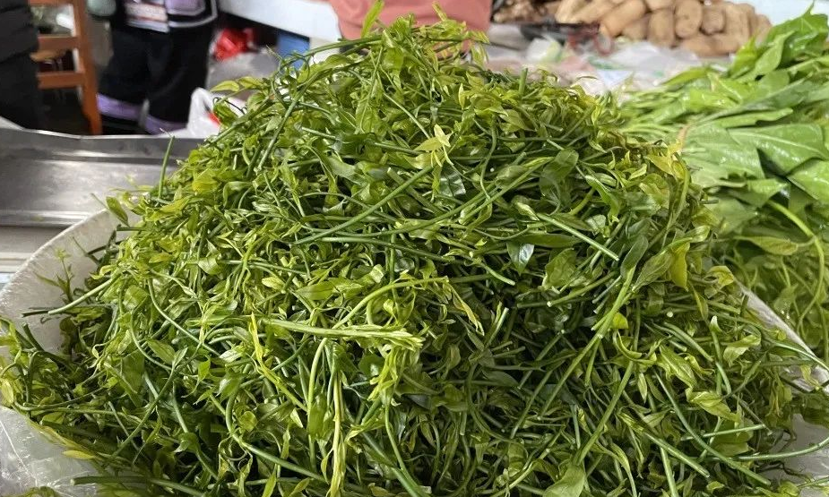 吃在红河县吃货们红河县的野菜上市了快来尝鲜