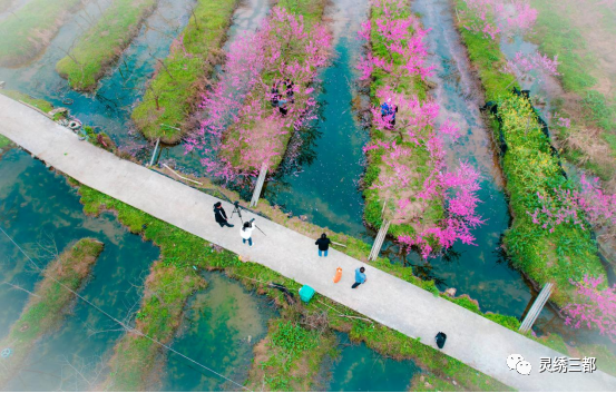 作品名称:花开周覃,游客赏花作者:韦荣整作品名称:周覃站作者:韦毓坤