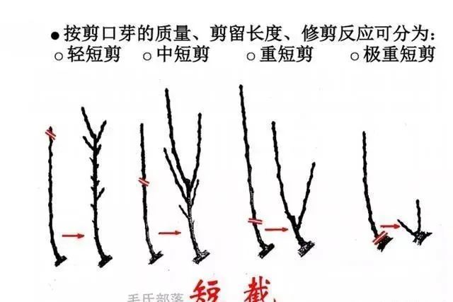通过蟠扎可使罗汉松主干蟠曲