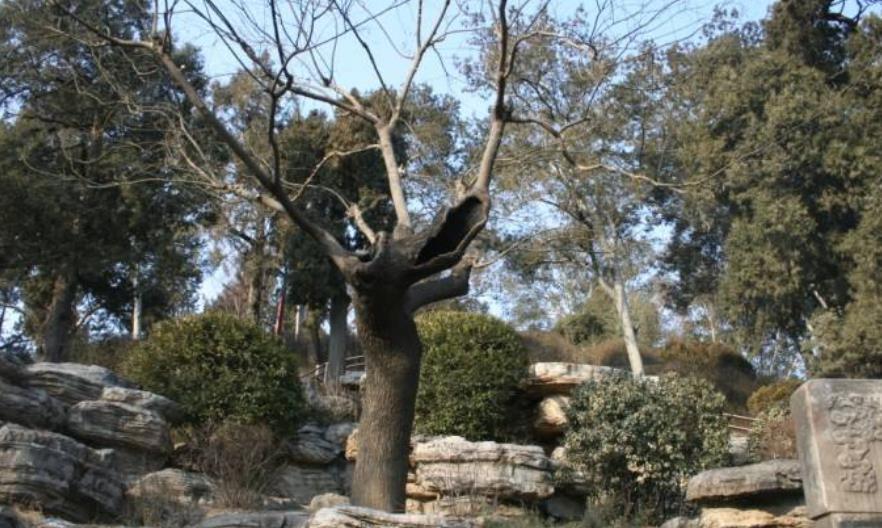 吊死崇祯皇帝的歪脖子树为何被铁链拴了200年它做错了什么