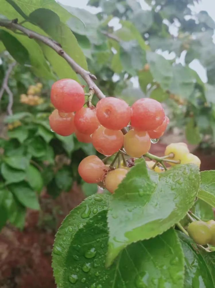 组图吃货们注意了富民赤鹫的千亩樱桃将于一周后成熟上市