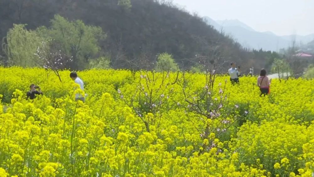 花开河北河北油菜花海大片限时上映