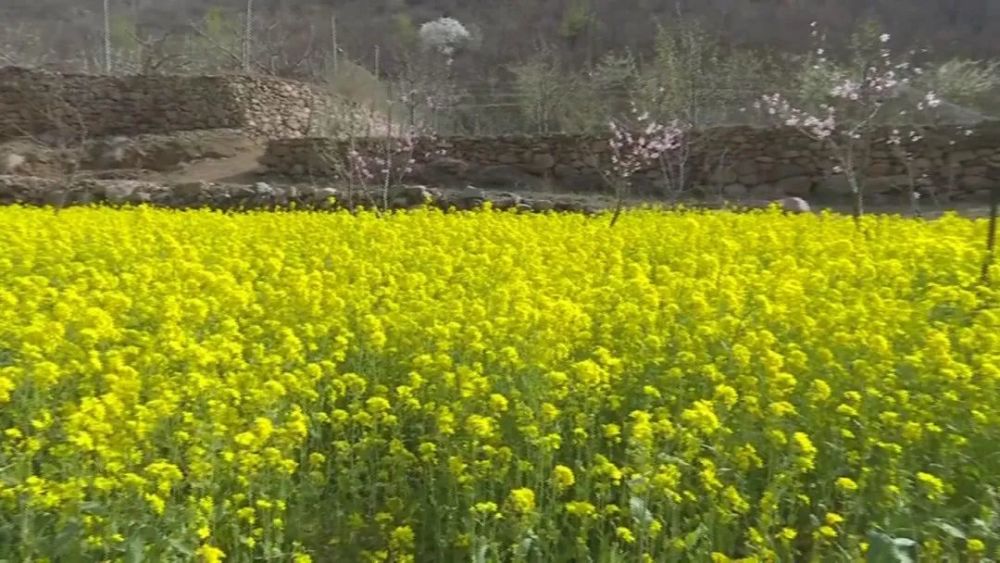 花开河北河北油菜花海大片限时上映