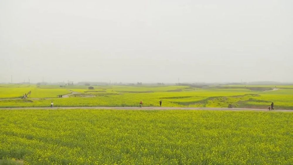 花开河北河北油菜花海大片限时上映