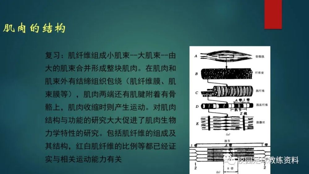 肌肉力学2