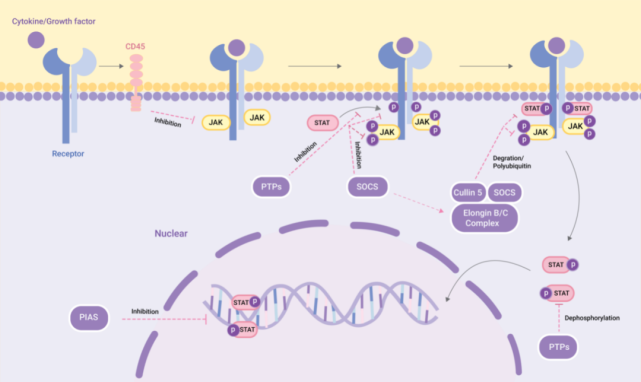 cis/socs 家族:通过三种方式负向调节 jak-stat 通路(1 与酪氨酸