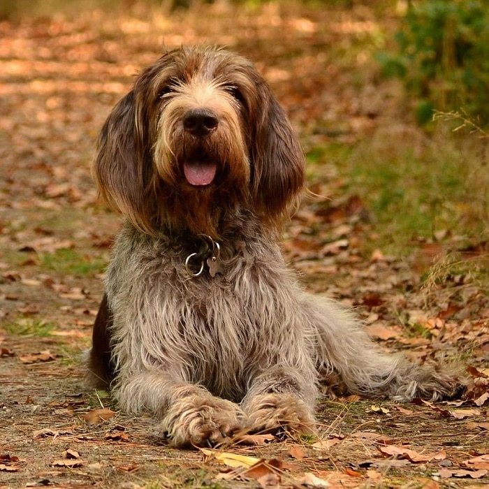 盘点世界上最贵的25个犬种来看一下哪只是你的最爱