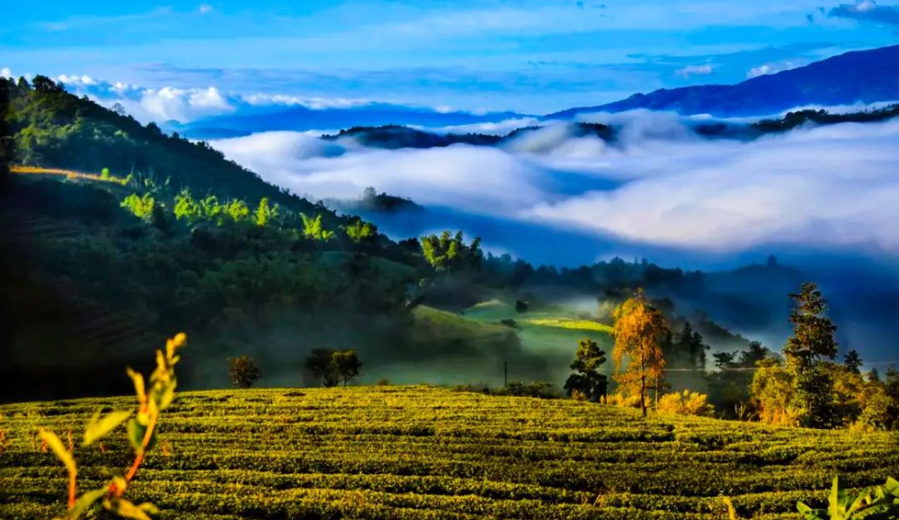临沧茶尊天下丨春归茶山