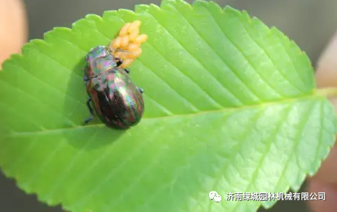 园林植物虫害防治技术叶甲类害虫发生规律和防治措施