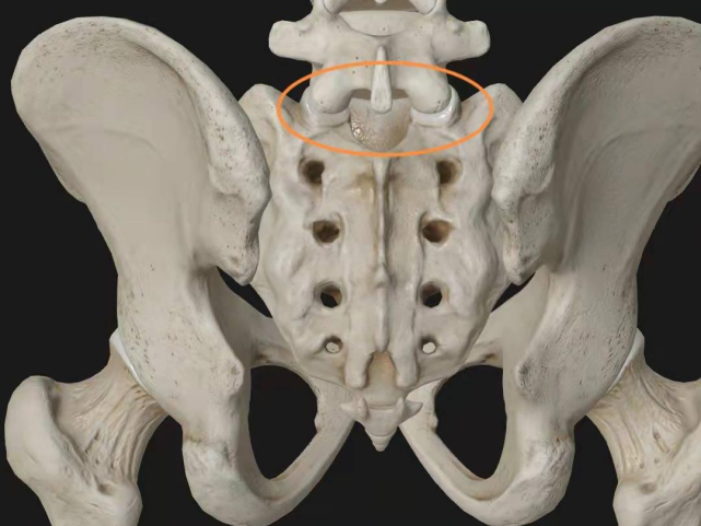 骶髂关节是骶骨和髂骨连接的地方.