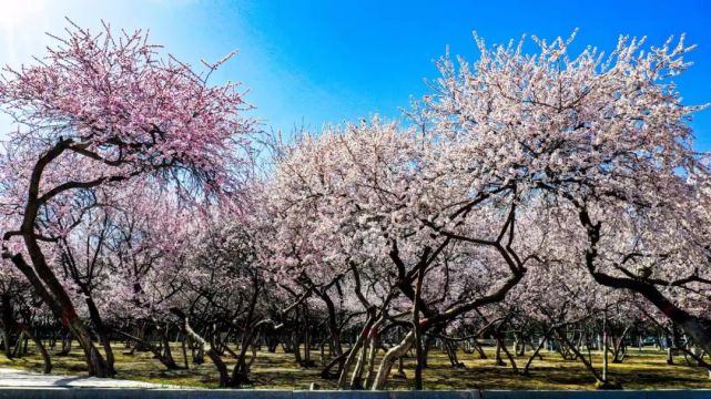 呼和浩特公主府公园桃花美景高清照片出炉!(附航拍视频)