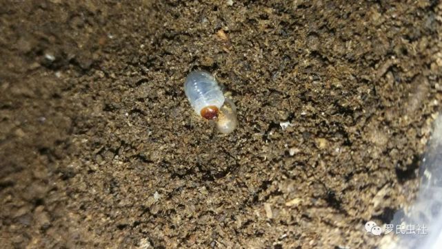 右滑发现更多……1,幼虫龄期:兜虫,锹甲,花金龟从卵至羽化成虫之间