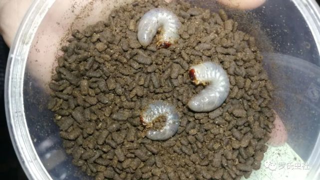 l1幼虫右滑发现更多……1,幼虫龄期:兜虫,锹甲,花金龟从卵至羽化成虫