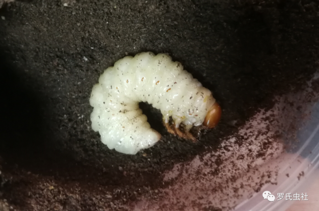 兜锹幼虫饲养入门第一辑 基础认知|罗氏虫社