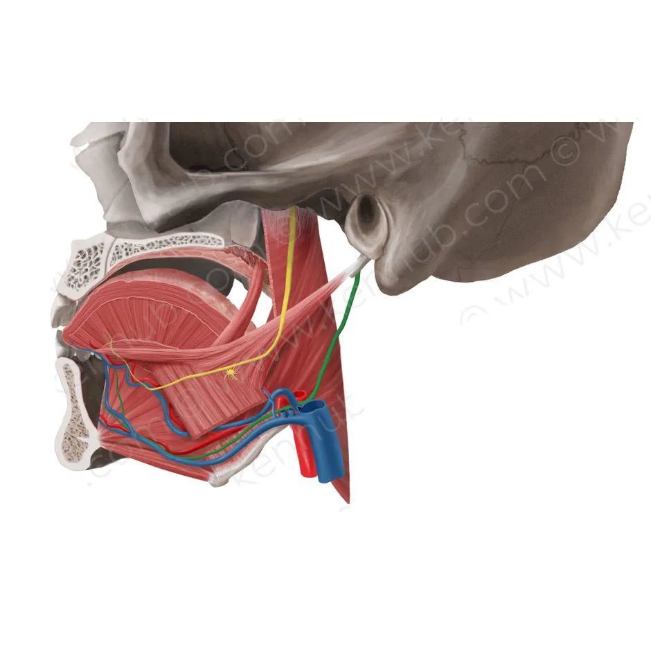 弓形向 前达舌骨舌肌的浅面,在舌神经和下颌下腺管的下方穿颏舌肌入舌