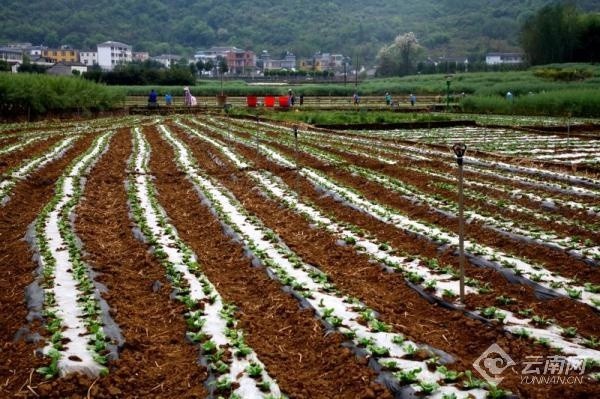 云南罗平滇沪合作蔬菜示范基地种下首批菜苗