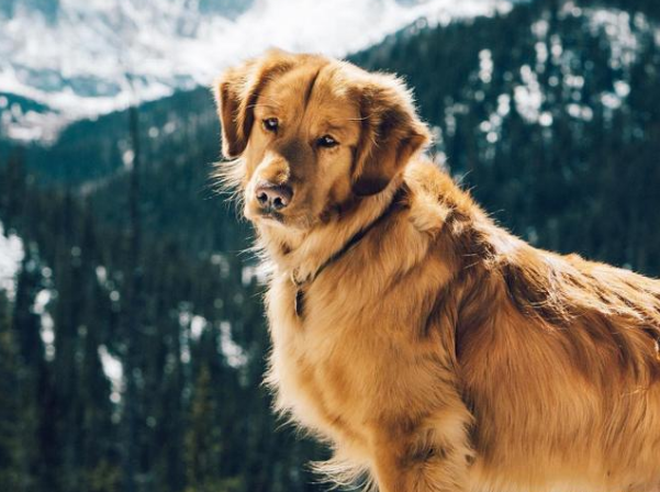结语:你家金毛犬最怕什么呢?