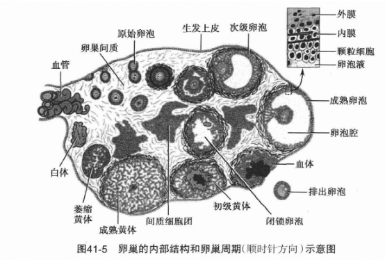 关于黄体破裂这件事,周末赖床憋尿的注意了